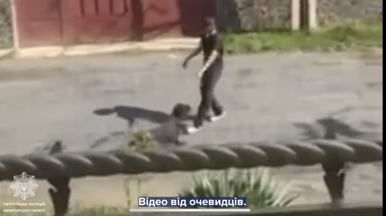 В Ужгороді вилучили собаку через жорстоке поводження 