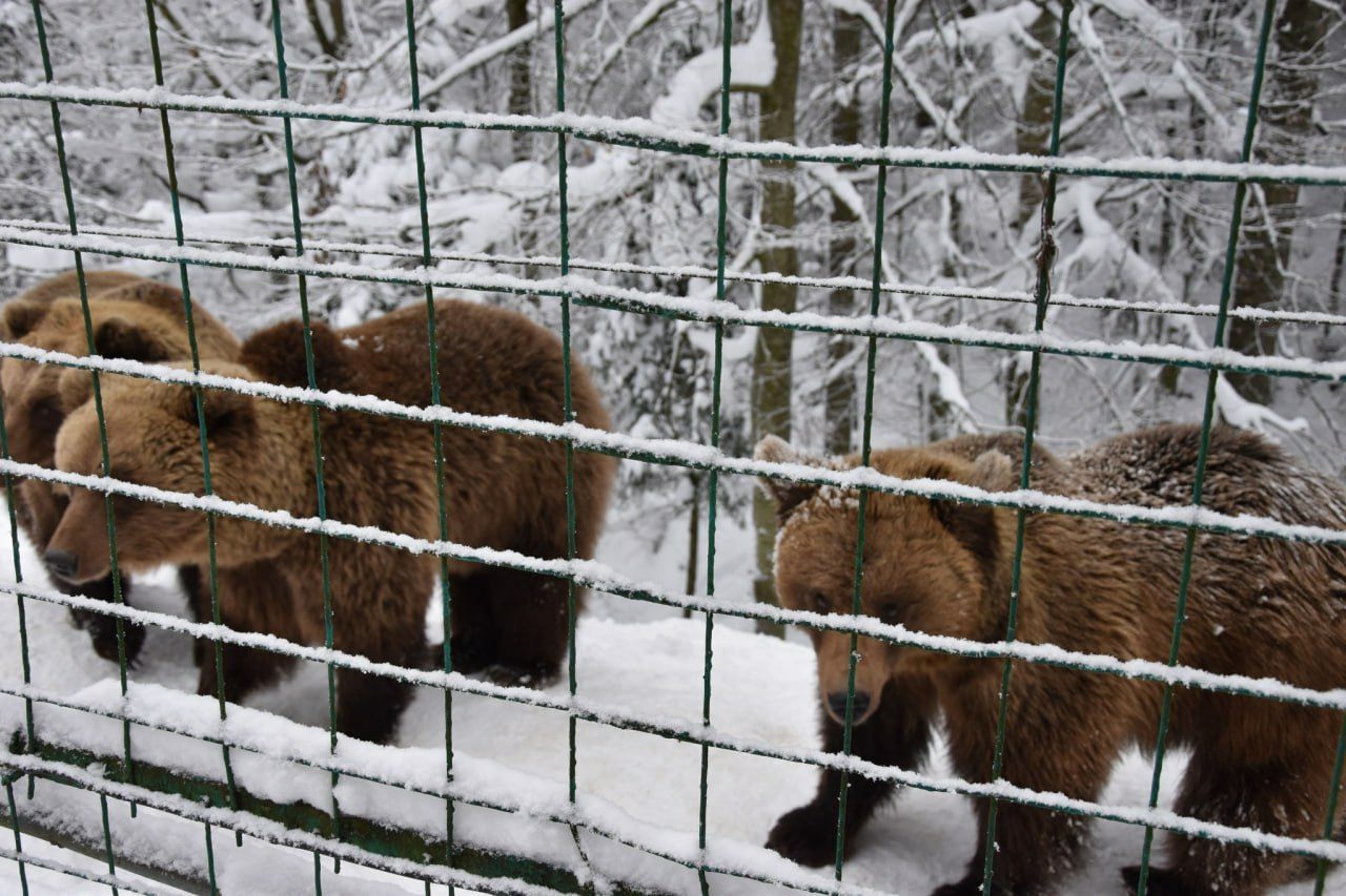 Аномальна зима порушила сплячку ведмедів у Синевирі (ФОТО)
