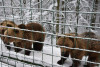 Аномальна зима порушила сплячку ведмедів у Синевирі (ФОТО)