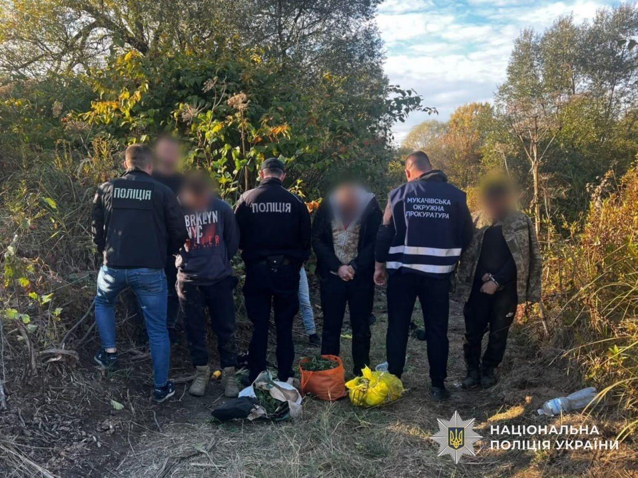 На Мукачівщині викрили плантацію конопель (ФОТО)