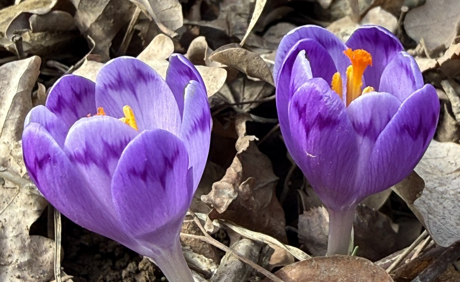 На Закарпатті розквітли перші весняні квіти (ФОТО)