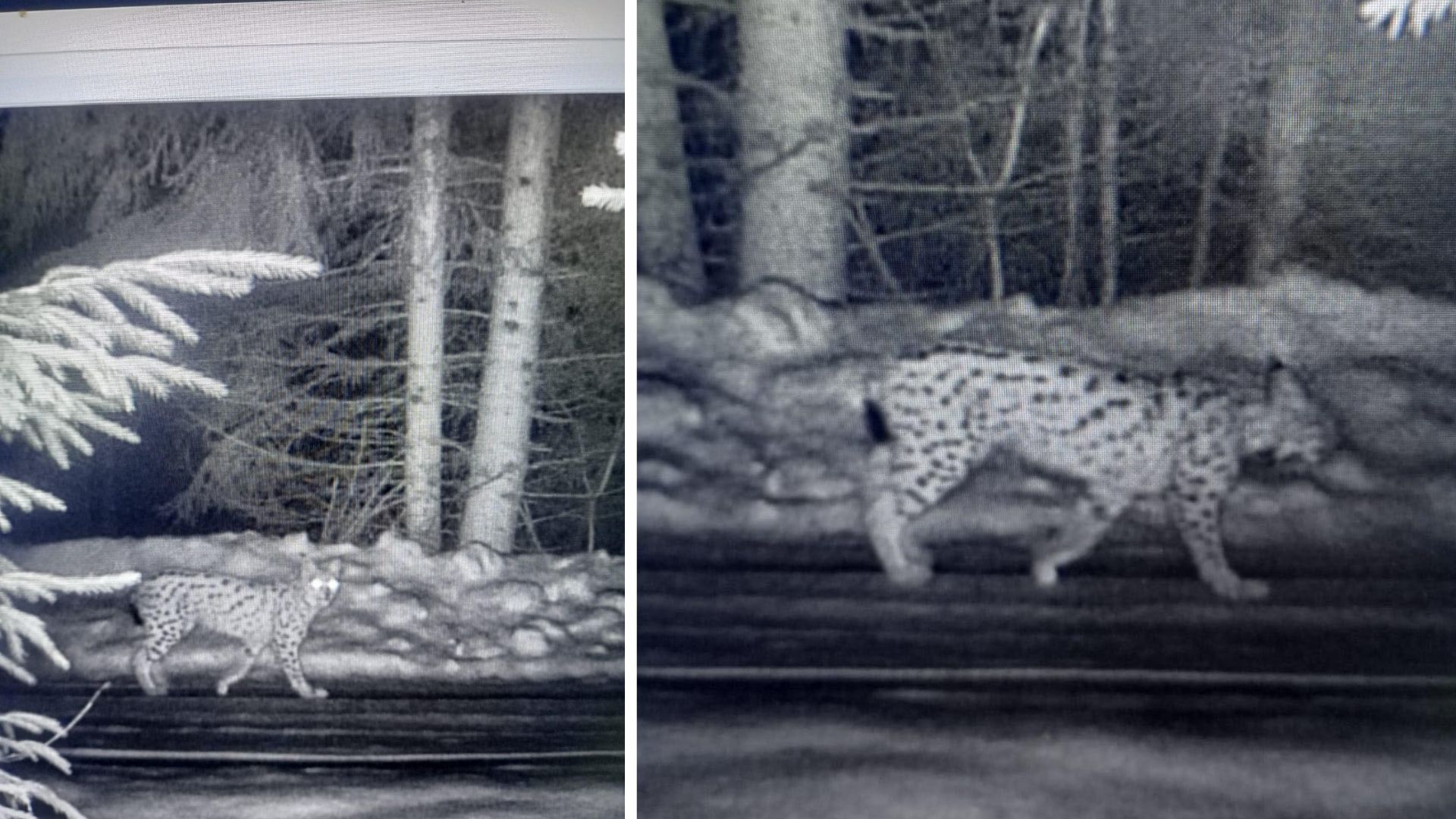 На кордоні з Румунією фотопастки зафіксували рись (ФОТО)