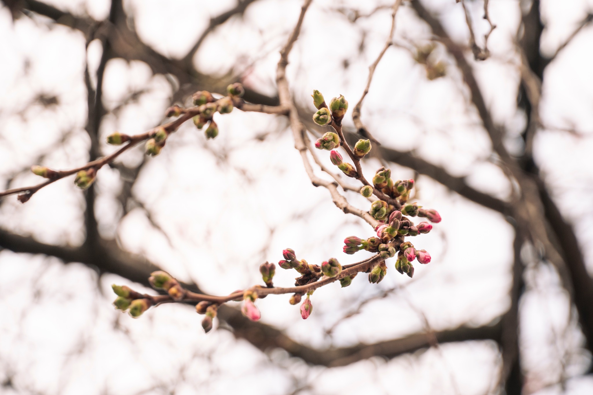 У Мукачеві розквітла знаменита «шалена» сакура (ФОТО)