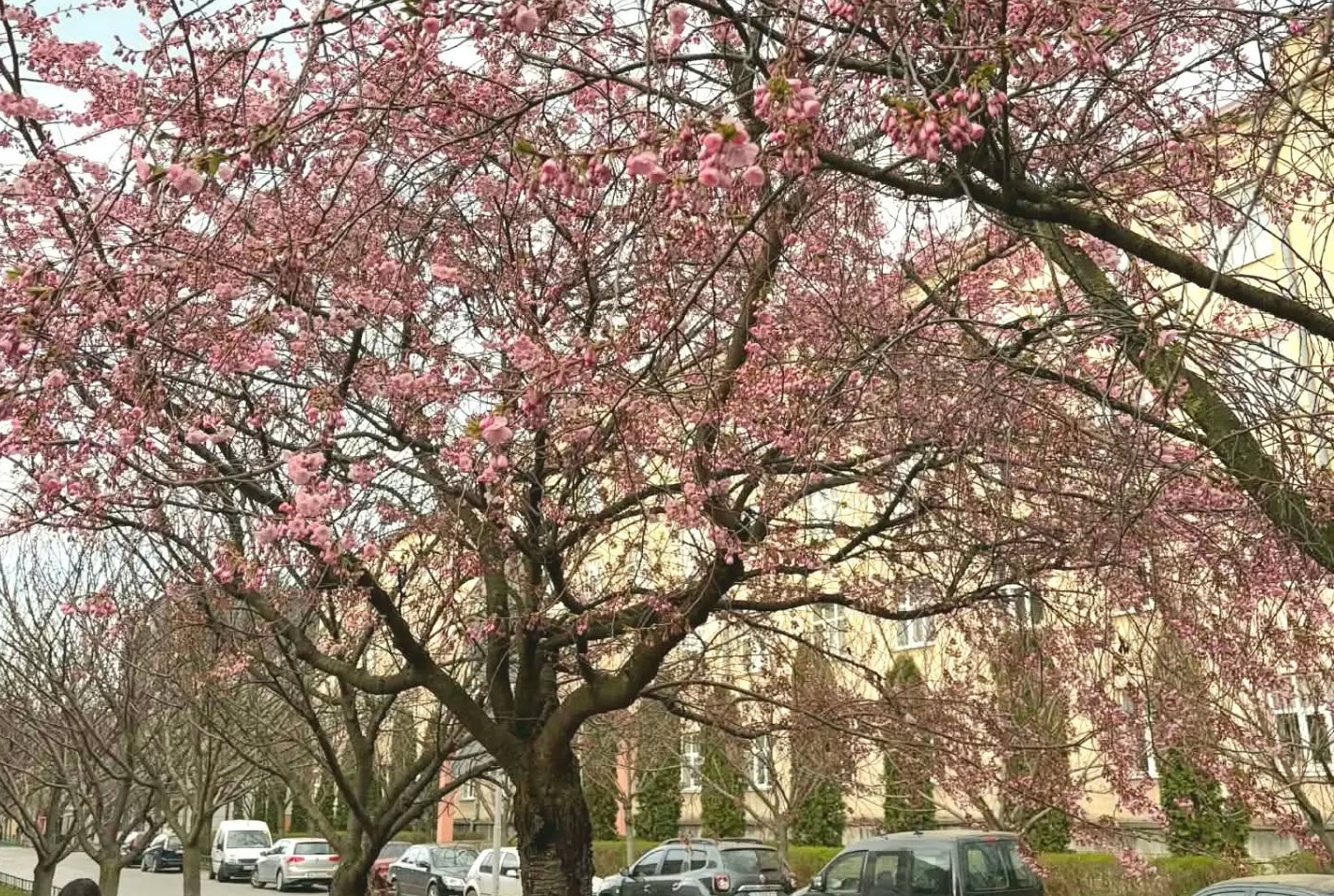 У Мукачеві першими в Україні розквітли сакури (ФОТО)