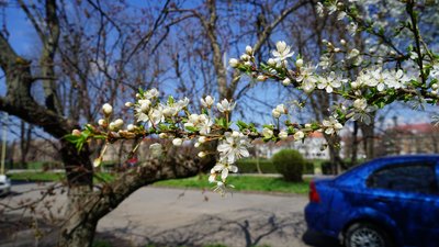 Фото ілюстративне, з мережі інтернет