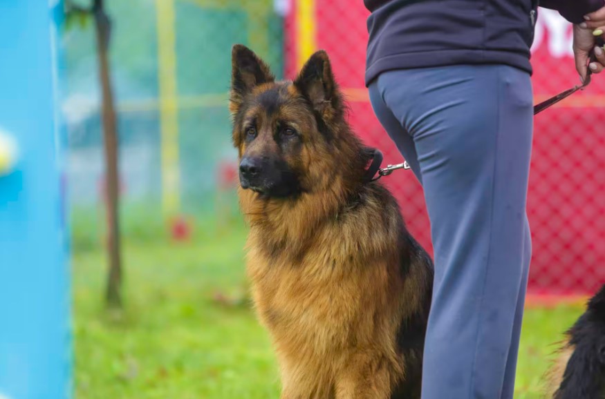 У Мукачеві пройде щорічний племінний огляд собак (ФОТО)