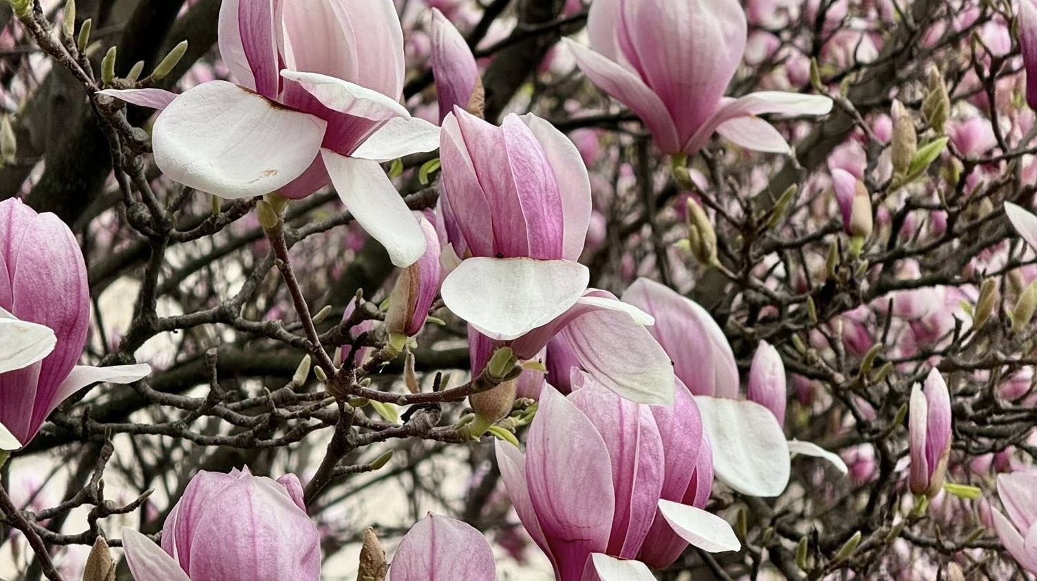 В Ужгороді стартував сезон цвітіння магнолій (ФОТО)