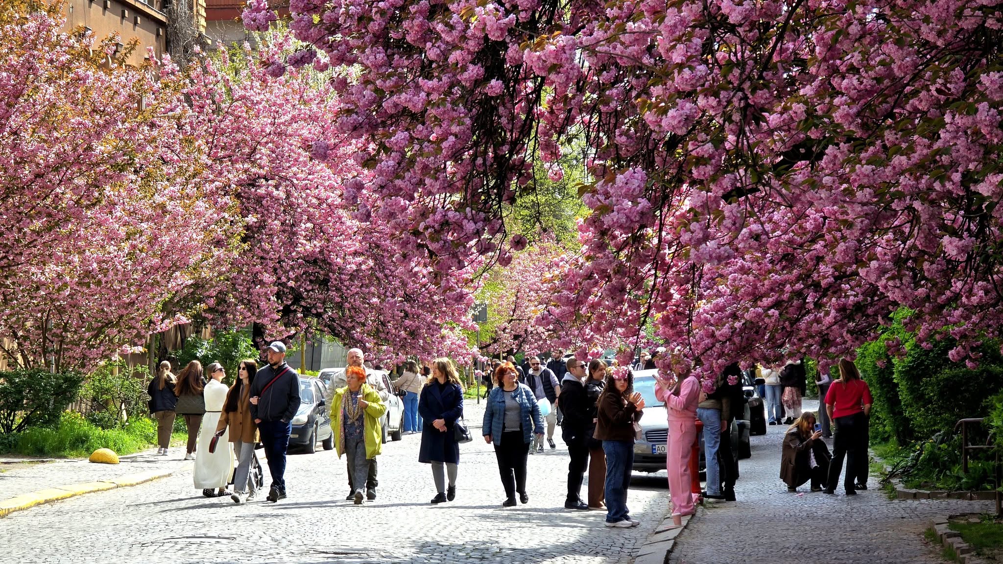 До «Сакура Фест» в Ужгороді підготували безкоштовні екскурсії (ФОТО)
