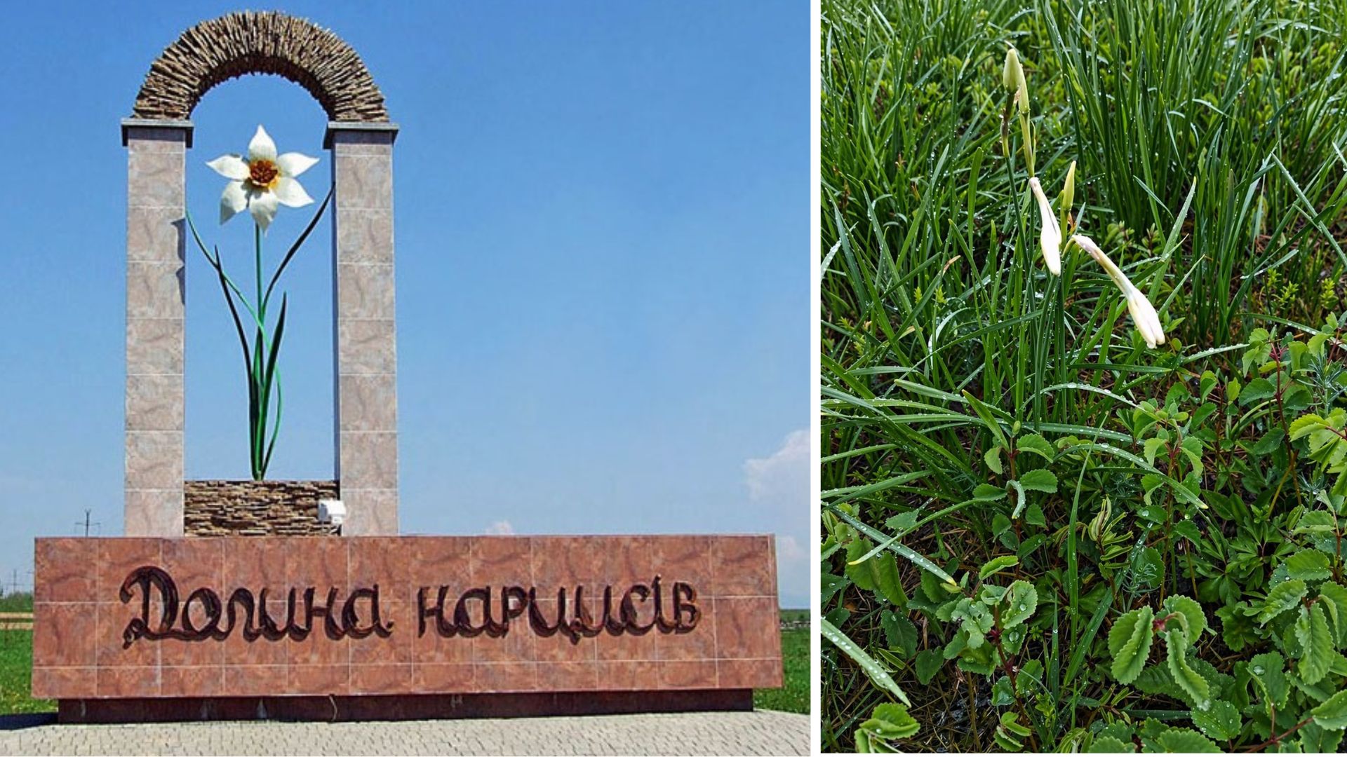 У Долині нарцисів на Закарпатті розпочалося цвітіння (ФОТО)