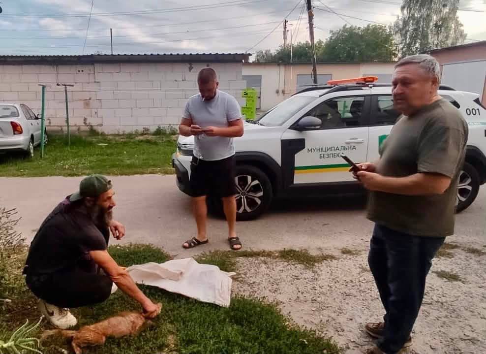 На Мукачівщині дика лисиця забігла у під’їзд багатоповерхівки (ФОТО)