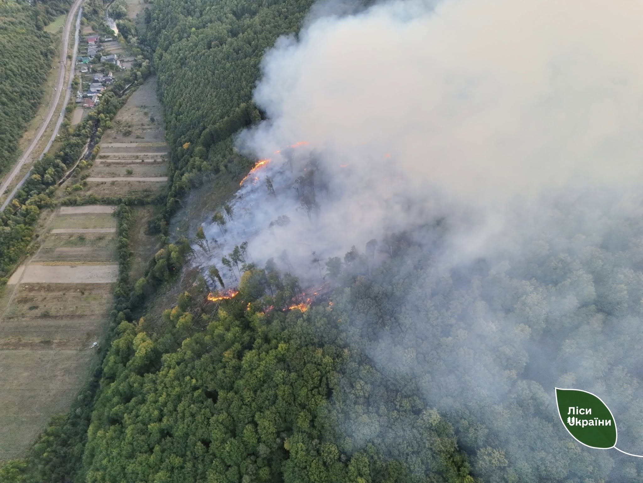 Пожежа біля Сасівки на Мукачівщині охопила близько 7 гектарів лісу (ФОТО)