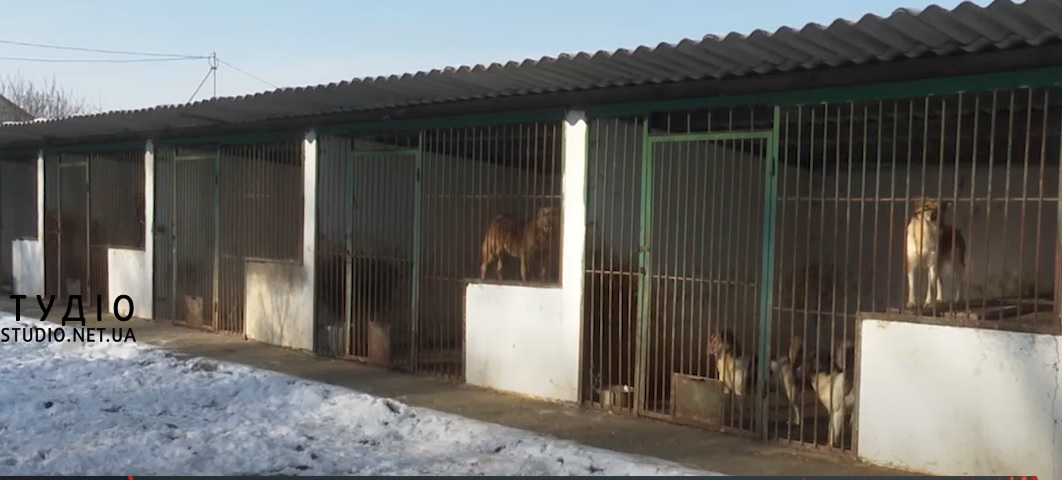 За період великої війни чисельність покинутих тварин на Закарпатті зросла на 30% (ВІДЕО)