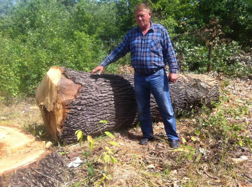 Тячівська «Свобода» виявила незаконну вирубку дубового лісу в селі Руське Поле і зловила на гарячому крадіїв