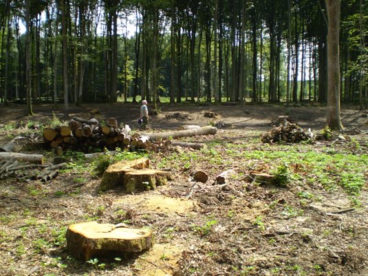 За результатами перевірки Виноградівського лісгоспу директора та заступника відомства просять звільнити (ФОТО)