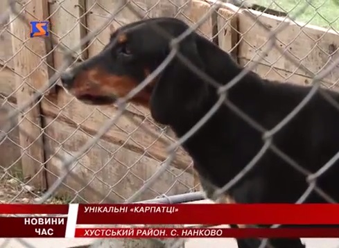 На Закарпатті збереглася унікальна порода українських карпатських гончаків (ВІДЕО)