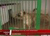 У мукачівському Центрі контролю за тваринами зараз 45 собак (ВІДЕО)