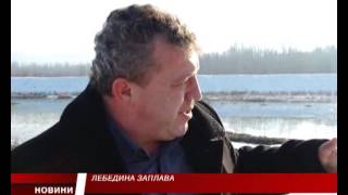 Неподалік Буштина на Тисі зимують 14 лебедів (ВІДЕО)
