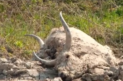 Власники угорських корів по суті знущалися над худобою (ВІДЕО)