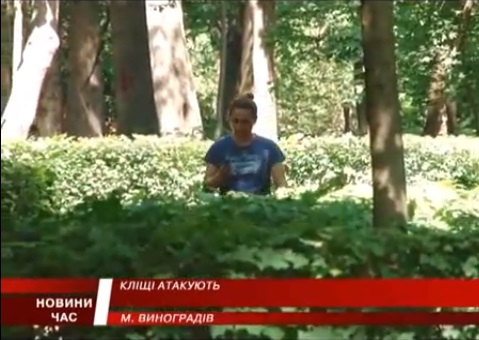 На закарпатців розпочали полювання кліщі (ВІДЕО)