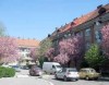 Туристів на цвітіння сакури цьогоріч приїхало до Ужгорода не більше, ніж торік