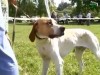 В Ужгороді відбулася виставка мисливських собак (ВІДЕО)