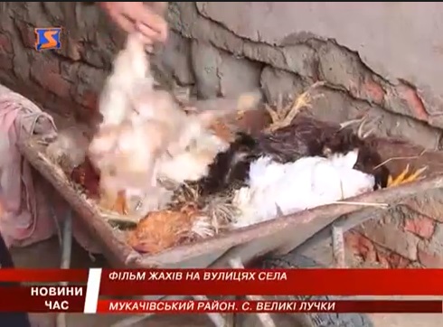 У закарпатських Великих Лучках невідома істота знищує домашніх тварин (ВІДЕО)