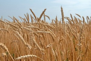 Серпень на Закарпатті буде теплішим за норму і скупим на опади