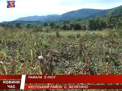 У Велятині врожай знищують дикі кабани (ВІДЕО)