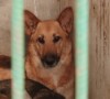 Мукачівським чотирилапим покращать умови проживання (ВІДЕО)