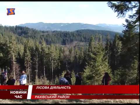 На межі Закарпаття та Прикарпаття висадили 5 гектарів ялини (ВІДЕО)