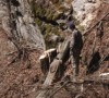 Співробітники Карпатського біосферного заповідника превентивно розправилися з "висячими вбивцями" (ВІДЕО)