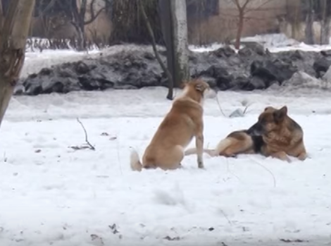 В Ужгороді масово труїли собак (ВІДЕО)