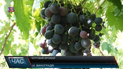 На схилах Чорної гори під Виноградовом дозрівають екзоти (ВІДЕО)