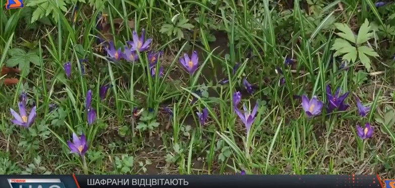 У закарпатській Колочаві відцвітають шафрани (ВІДЕО)