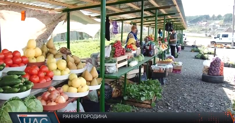 Ранні овочі – вже в раціоні закарпатців (ВІДЕО)