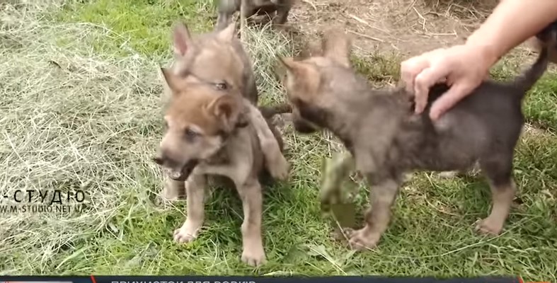 Вовків та вовченят прихистили в еко-парку на Міжгірщині (ВІДЕО)