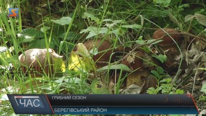 На Закарпатті у розпалі грибний сезон (ВІДЕО)