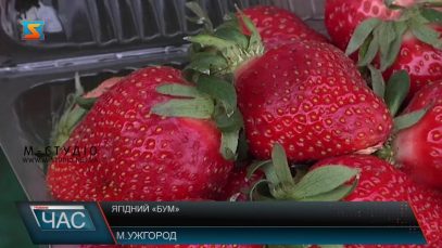 На Закарпатті вже збирають тепличну полуницю (ВІДЕО)