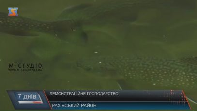 На Рахівщині туристам показують, як народжується форель (ВІДЕО)