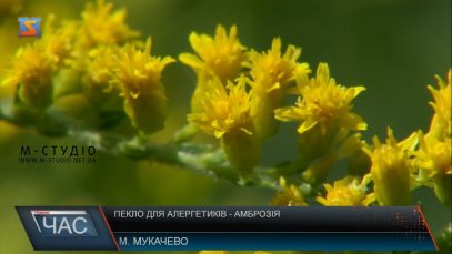 Кількість закарпатців, які страждають від алергії на амброзію, щорічно збільшується (ВІДЕО)