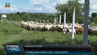 На закарпатській фермі розводять італійських коней, африканських баранів та швейцарських корів (ВІДЕО)