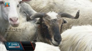 На Тячівщині відбулися урочисті проводи отар на полонини (ВІДЕО)