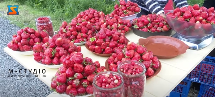 На Закарпатті триває сезон полуниці (ВІДЕО)