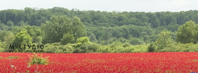 На околиці Мукачева розквітло поле маків (ВІДЕО)