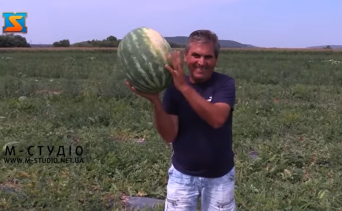На Закарпатті "промислово" вирощують кавуни (ВІДЕО)