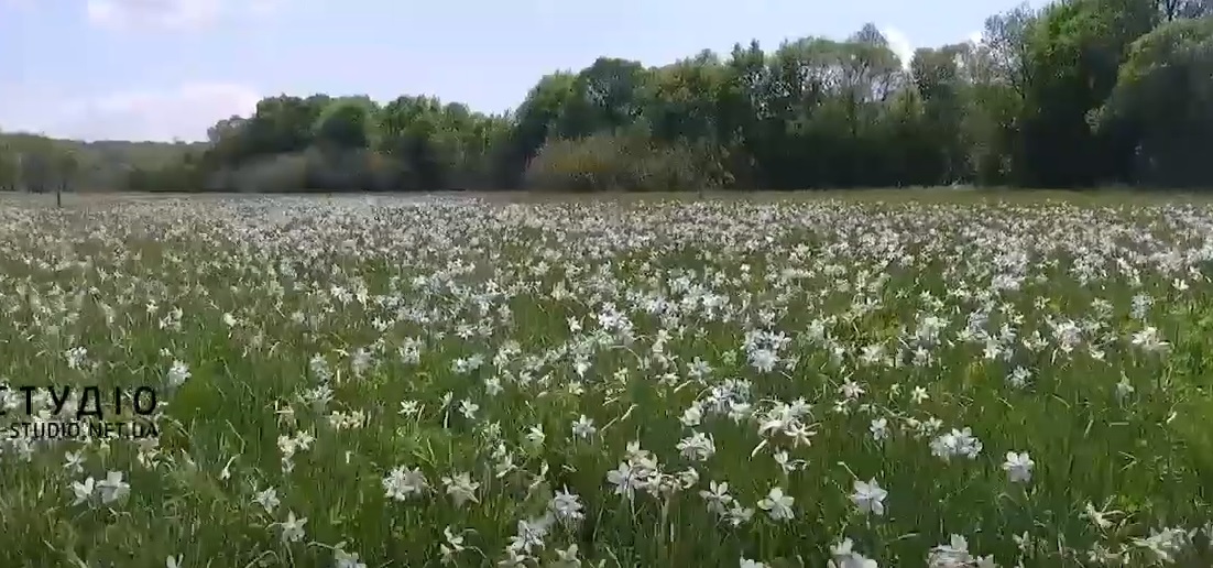 На Закарпатті цвіте Долина нарцисів (ВІДЕО)