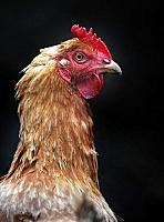 Реалії і аспекти розвитку тваринництва і птахівництва на Закарпатті