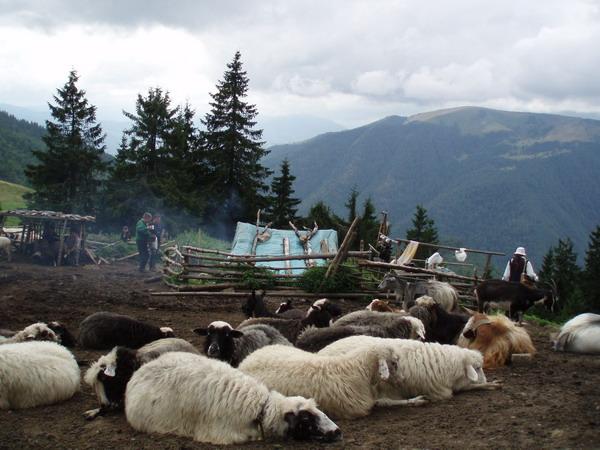 ШКОЛА ВІВЧАРСТВА 