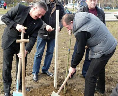 Віктор Балога (Єдиний Центр) і Олександр Ледида (Партія регіонів) спільно садять сакури в Ужгороді після виборів